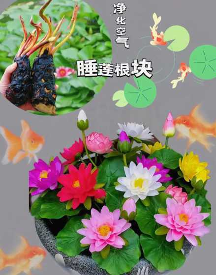 为啥花草放一起养容易活 为什么你养的花草容易枯死