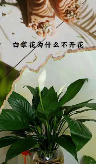 白掌开花为什么会变小 白掌出苞为什么不开花