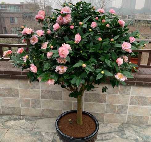 茶花怎么样养能开花 茶花怎么养才能开花