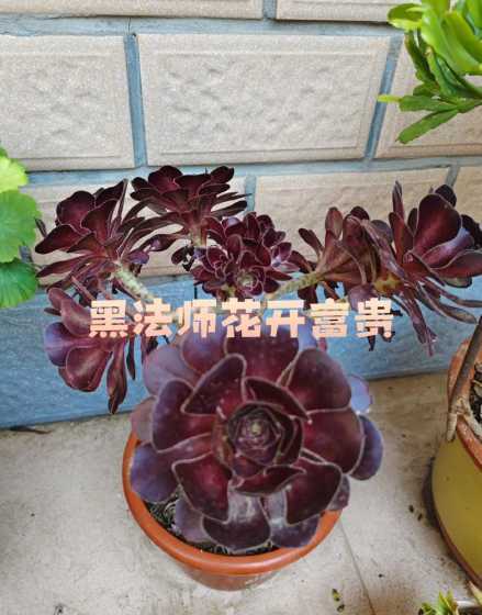 黑法师花为什么向后长 黑法师花语象征与寓意