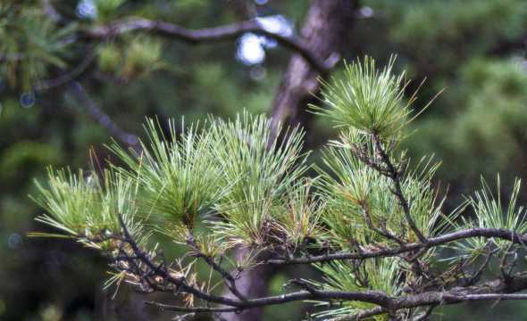 为什么冬天松树有叶子 为什么松树可以在冬天不落叶