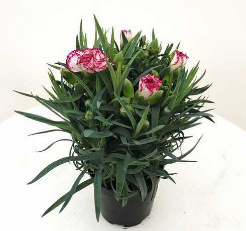 盆栽康乃馨夏天怎么养 康乃馨夏天怎么养护,夏季养殖方法