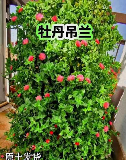 牡丹吊兰用什么土种好 牡丹花用什么土