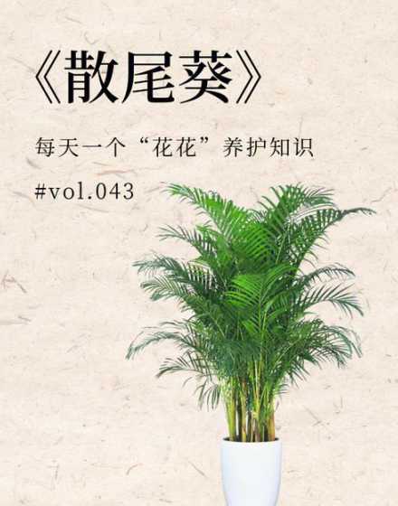 散尾葵怎么养不会散开 散尾葵散开了怎么办