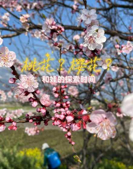 桃花春天什么时候开花 桃花是什么季节开
