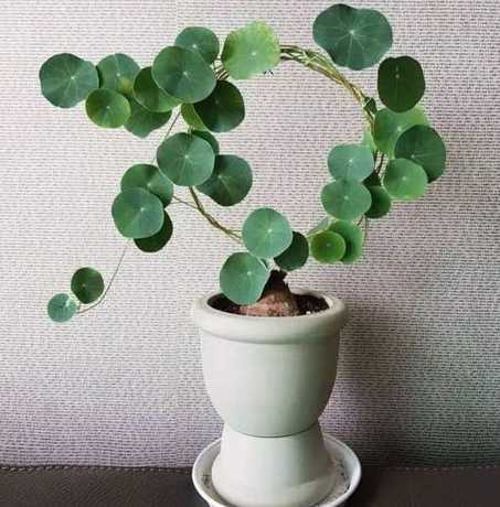 咸性土适合种什么盆栽 火龙果盆栽用什么土