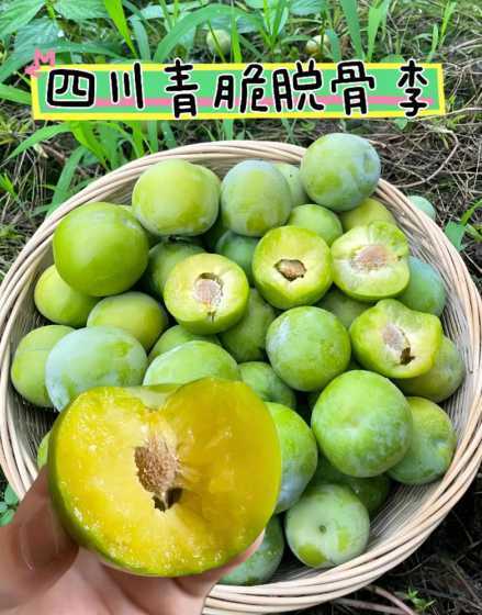 青脆李什么时候拉技好 青脆李种植技术
