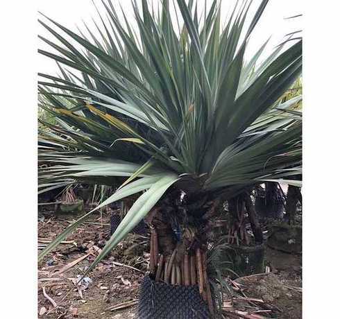 小苗多少叶子可以移植 辣椒苗长多少片叶子能移栽