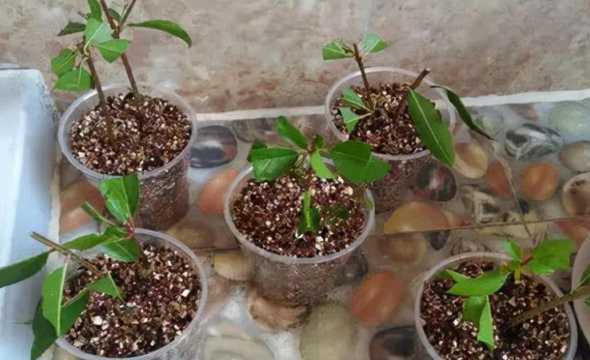 桂花盆景什么时候扦插 桂花在什么时候(白天还是晚上)开放