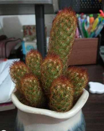 金手指叶子是什么形状 这是什么植物