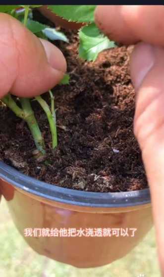 夏天盆栽玫瑰怎么浇水 玫瑰花多久浇一次水,玫瑰花怎么浇水