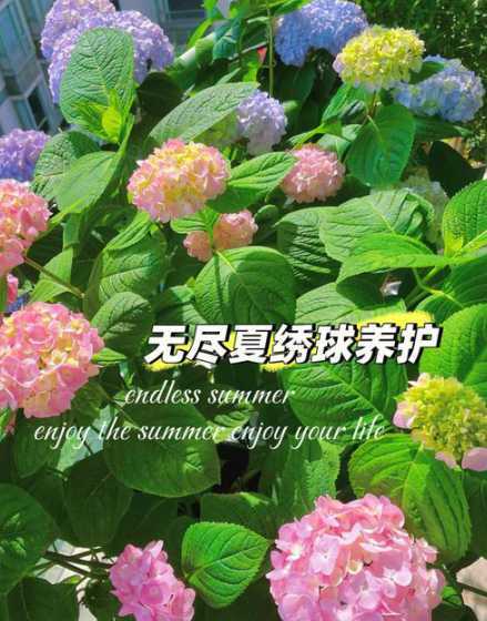 无尽夏开花前怎么浇水 我这无尽夏绣球花,怎么长长就软趴趴的呢