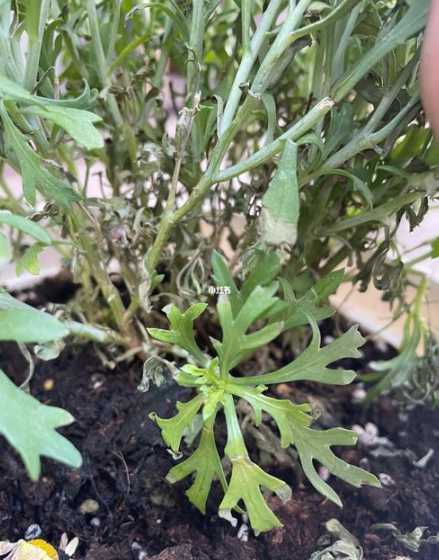 玛格丽特花为什么褪色 玛格丽特花朵红色变成了黄色