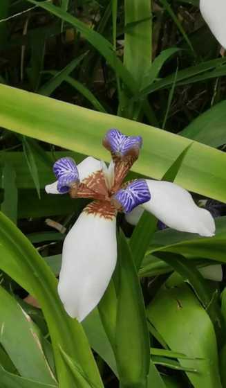 巴西鸢尾花吃了怎么样 巴西鸢尾花有毒吗