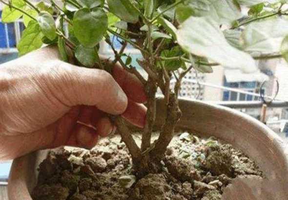 怎么判断茉莉土壤干湿 茉莉花的土壤要求