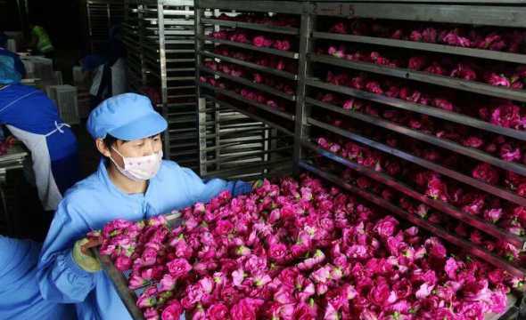 2024年花卉生产方面 2024种植花卉苗木前景如何