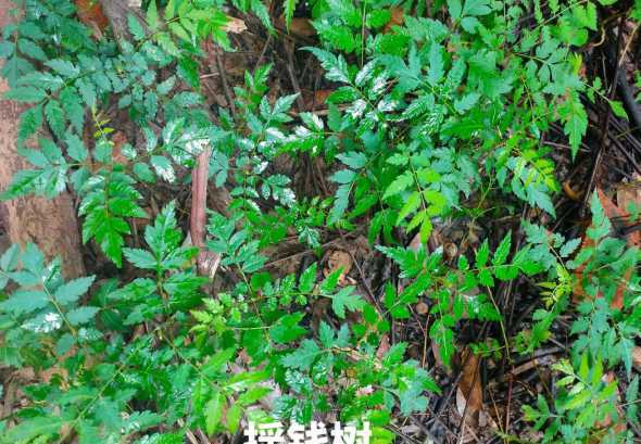 栾树和什么树一起种植 栾树底下可以种什么植物