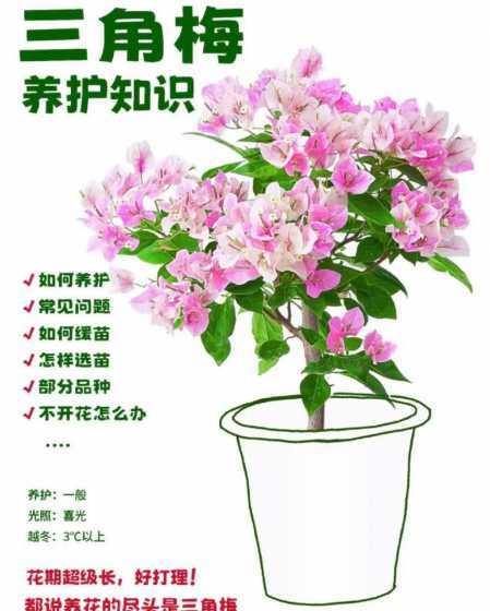 三角梅为什么总要浇水 三角梅要不要彻底浇水浇水过多怎么办