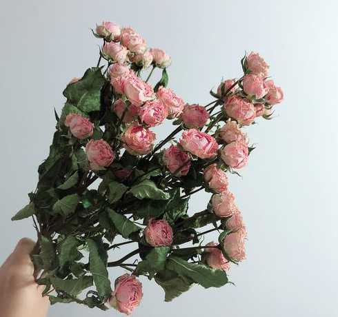 什么花干了之后也好看 什么花最好养活且鲜艳