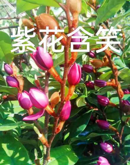 紫花含笑和什么能嫁接 墨紫含笑什么时候开花