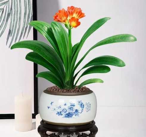 阳台君子兰为什么不长 君子兰已经长了九片叶子还不开花,怎么回事
