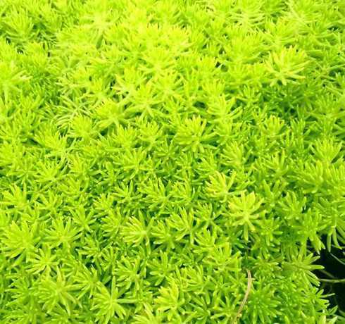 草坪常绿草种类有哪些 草坪植物的类型有哪些