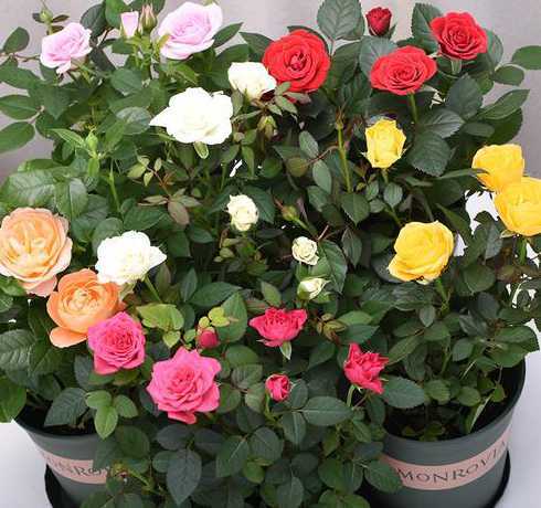 深圳适合养什么盆栽花 深圳适合种什么花城市花木有哪些