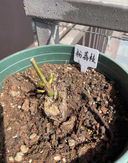 月季发芽需要注意什么 月季花冒嫩芽怎么浇水