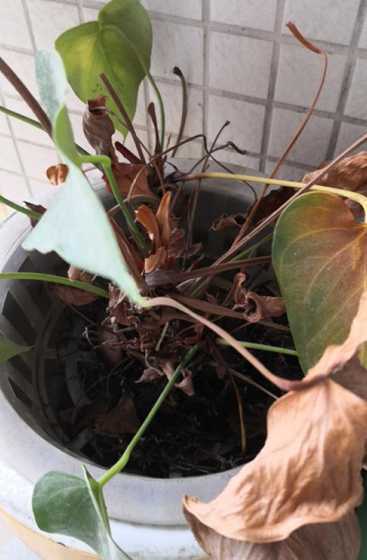 红掌花干枯是怎么回事 红掌花干枯是怎么回事 红掌花干枯的原因
