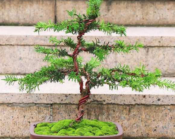 红豆杉盆栽冬天怎么养 红豆杉怕冻不怕冻(盆栽红豆杉零下几度就冻死了)