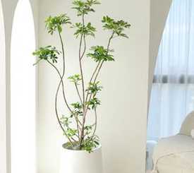 鸭掌木盆栽做什么造型 盆栽鸭掌木怎么养护