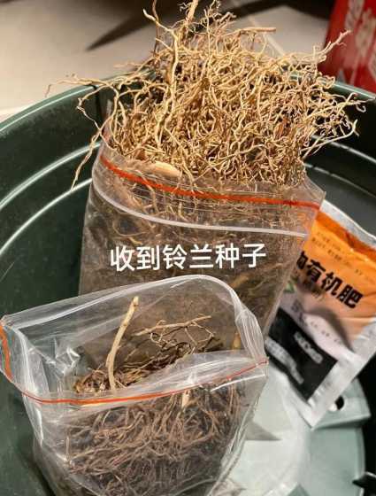 铃兰种子是什么样子的 铃兰花种子是什么样子