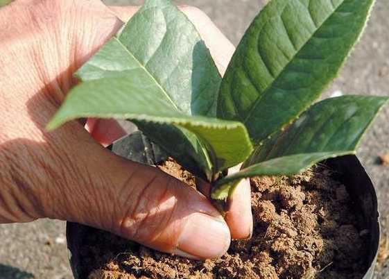 三月份什么苗适合扦插 3月份适宜种植什么花