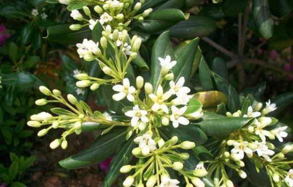广东米兰什么时候开花 米兰什么时候开花,花期几月份