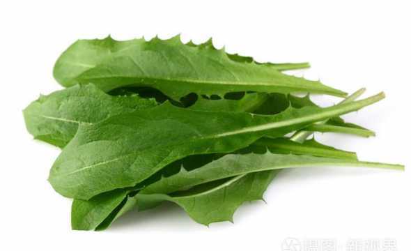 蒲公英叶是什么颜色的 蒲公英花是什么颜色的