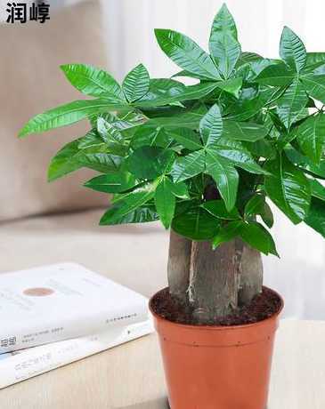 盆栽小发财树怎么剪枝 盆栽发财树怎么剪枝