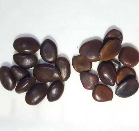 皂角种子什么季节播种 皂角种子怎么种植