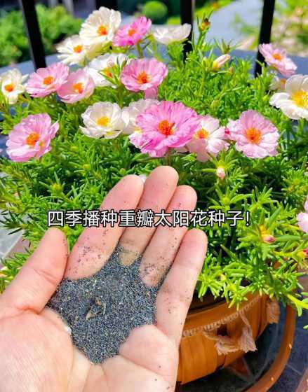 夏季种什么花播种室内 室内适合种植什么植物