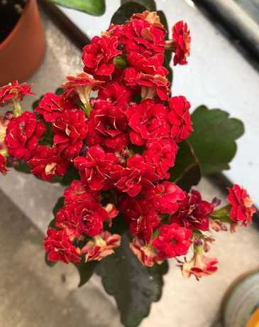 光照为什么会影响开花 牵牛花为什么会有阳光就开没阳光就合