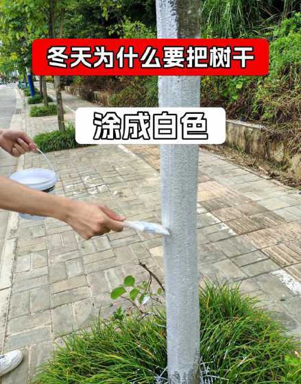 为什么冬天给树刷白色 冬天树为什么要刷白石灰