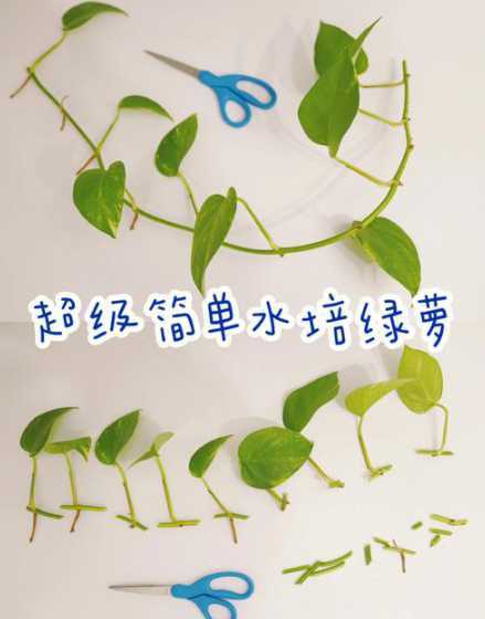 水养绿萝怎么养才茂盛 水养绿萝怎么养才茂盛,掌握5个方法完美解决