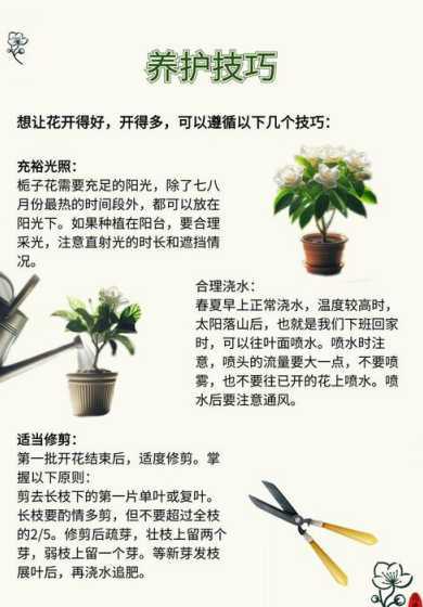 室内养花需要什么技巧 新手在室内养花的时候,都有什么实用的技巧呢