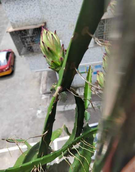 火龙果盆栽怎么不结果 自己种的红肉火龙果开花不结果,是哪里出现了问题