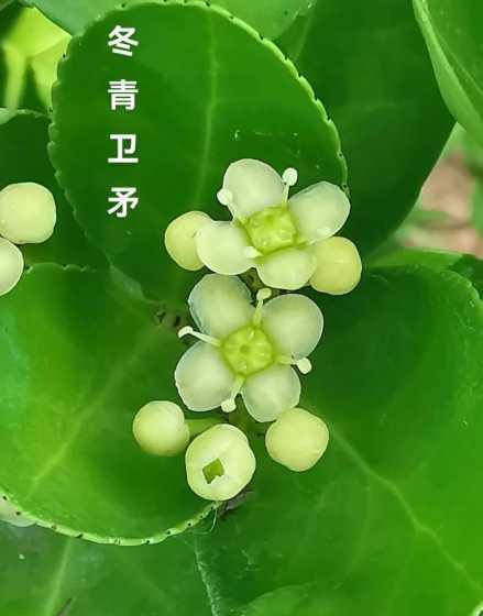 金边冬青卫矛是什么科 冬青科和卫矛科怎么区分