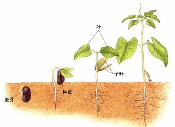 种百香果的种子怎么种 百香果种子怎么种植,四个步骤教你种植百香果