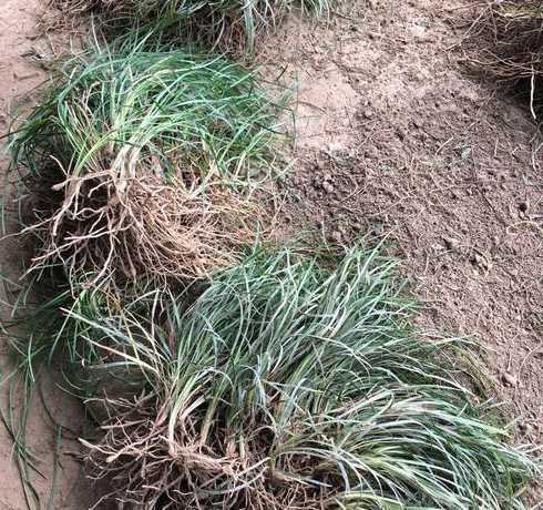 细叶麦冬一斤称多少棵 麦冬草一斤细叶麦冬