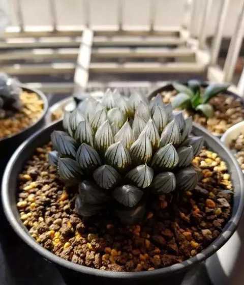 立秋以后玉露怎么浇水 立秋金风玉露的寄语120句