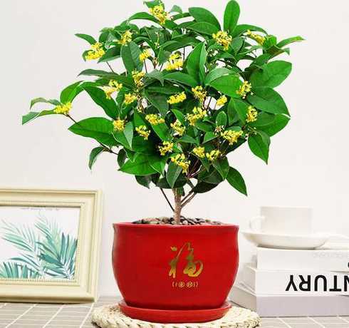 桂花嫁接后应注意什么 移植嫁接过后的桂花树注意什么
