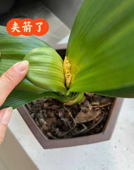 君子兰开花后箭怎么办 君子兰在根部开花,所以箭子长不出来了怎么办
