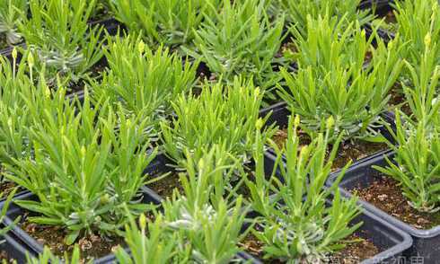 薰衣草幼苗是什么样子 薰衣草幼苗长什么样子